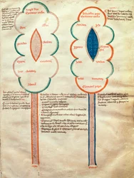 ms. ASPi, C.M. 15, c.4r Twee symbolische bloemen, een pagina uit de Liber figuratum e le proemissiones gioachimitiche, door Joachim van Fiore (ca. 1135-1202)