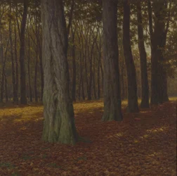Boslandschap