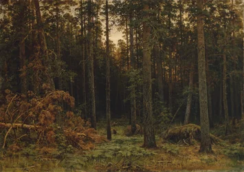 Dennenenbos, 1885