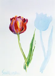 Tulp