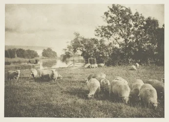 Een studie van schapen