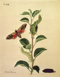 Vlinders, rupsen en planten: Plaat XII door J.Dutfield