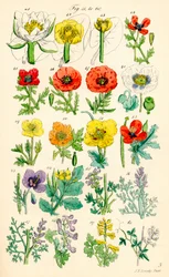 Pagina met kleurenillustraties uit British Wild Flowers naar een werk van J. E. Sowerby en C. P. Johnson