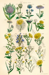 Pagina met kleurillustraties uit Britse Wilde Bloemen naar een werk van J. E. Sowerby en C. P. Johnson
