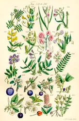 Pagina met kleurillustraties uit Britse Wilde Bloemen naar een werk van J. E. Sowerby en C. P. Johnson