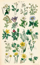 Pagina met kleurillustraties uit Britse Wilde Bloemen naar een werk van J. E. Sowerby en C. P. Johnson