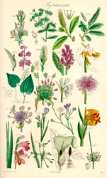 Pagina met kleurillustraties van Britse wilde bloemen naar een werk van J. E. Sowerby en C. P. Johnson