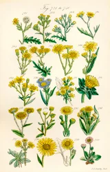 Pagina met kleurenillustraties uit Britse wilde bloemen naar een werk van J. E. Sowerby en C. P. Johnson