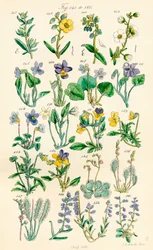 Pagina met kleurillustraties van Britse wilde bloemen naar een werk van J. E. Sowerby en C. P. Johnson
