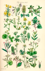 Pagina met kleurillustraties van Britse wilde bloemen naar een werk van J. E. Sowerby en C. P. Johnson