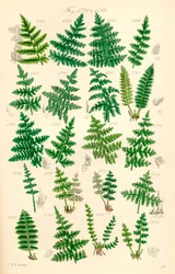 Pagina met kleurillustraties van Britse wilde bloemen naar een werk van J. E. Sowerby en C. P. Johnson