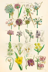 Pagina met kleurillustraties van Britse wilde bloemen naar een werk van J. E. Sowerby en C. P. Johnson