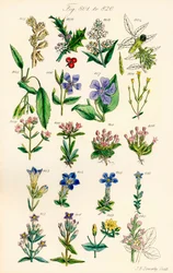 Pagina met kleurillustraties van Britse wilde bloemen naar een werk van J. E. Sowerby en C. P. Johnson