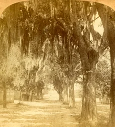 Ingang naar St. Augustine, Florida, V.S., 1901