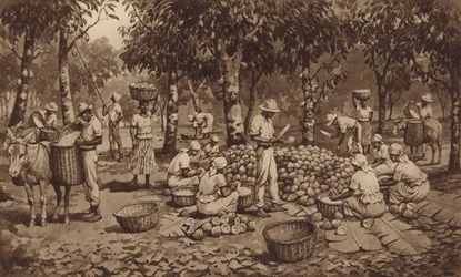 Cacaobonen breken in Trinidad