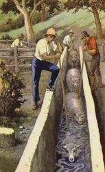 Schapen Dopen