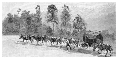 Cederkap op de Richmond River, New South Wales, Australië, 1886