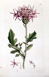 Grote Korenbloem, uit een volume van "Engelse Botanica" uitgegeven 1790-1814