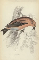 Kruisbek