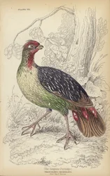 De sanguine patrijs