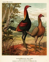 Rode jachtvogels met zwarte borst
