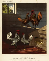 Goudgezoomde bantam en zilvergezoomde bantam, haan en hen