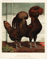 Goudgespikkelde Poolse haan en hen, naar J. W. Ludlow