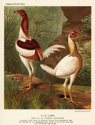 Pile-vechthoenders, haan en hen