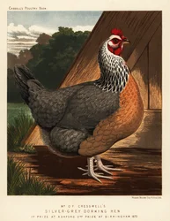 Zilvergrijze Dorking hen