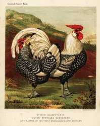 Zilvergepelde Hamburger haan en hen