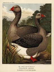 Toulouseganzen met keelwam, gent en gans