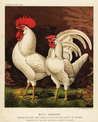 Witte Leghorn- of Livorno-haan en -hen