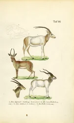 Afrikaanse Antilope Soorten