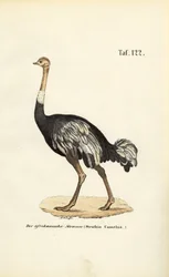 Afrikaanse Struisvogel