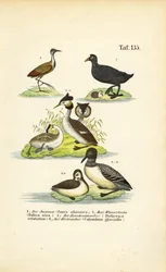 Watervogels met Jacana, Meerkoet, Fuut en Meerkoet