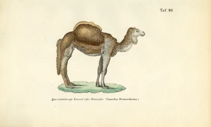 Arabische kameel of dromedaris