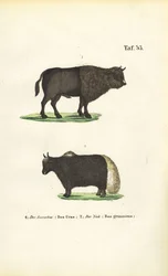 Oerossen en jakken