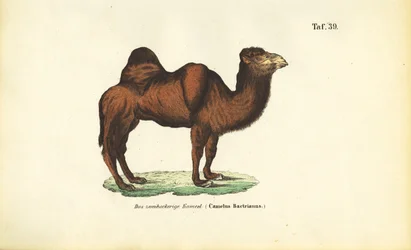 Bactrische kameel