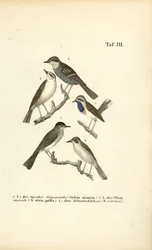 Sperwergrasmus, Zwartkop en Blauwborst
