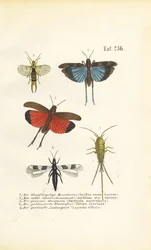 Blauwvleugelsprinkhaan, roodvleugelsprinkhaan en andere insecten