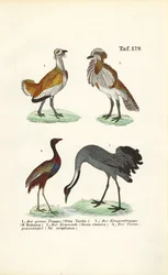 Trappen en kraanvogels