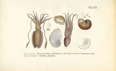 Koppotigen: Zeekatten, Papieren Nautilus en Gekamerde Nautilus