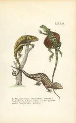 Kameleon, vliegende draak en Tokay gekko