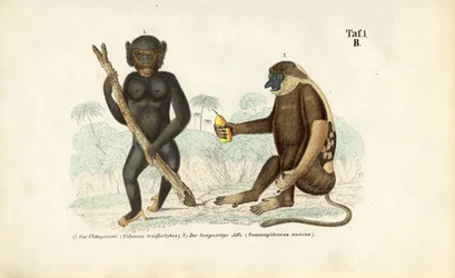 Chimpansee en slingeraap