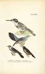 Koekoek en ijsvogel