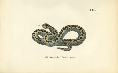 Gemeenschappelijke Europese Adder