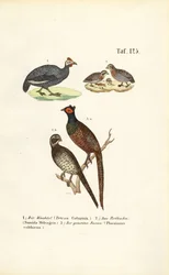 Kwartel, parelhoen en fazant