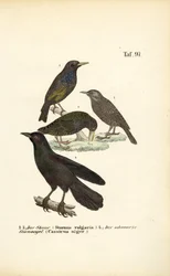 Spreeuw en solitaire zwarte cacique