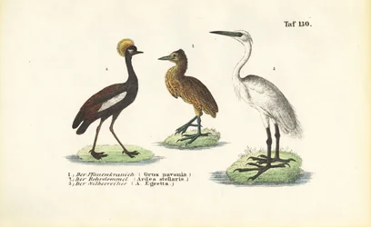Kraanvogels en reigers