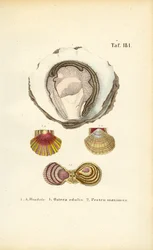 Eetbare oesters en sint-jakobsschelpen